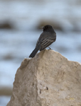 Black Phoebe 5552